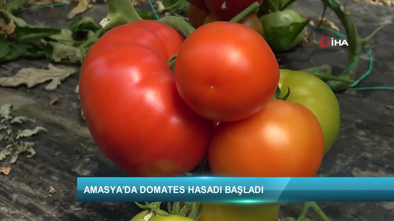 Amasya’da domates hasadı başladı
