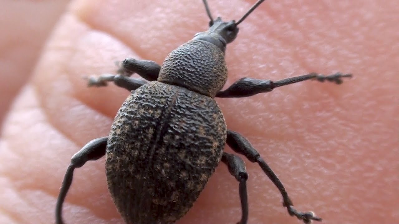 Vine Weevil Otiorhynchus armadillo - London UK