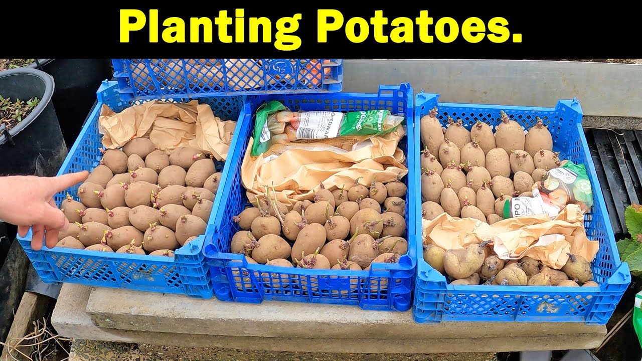 Planting Potatoes | 30 Litre Buckets | 6 Varieties | Harvesting Last Years | Green Side Up