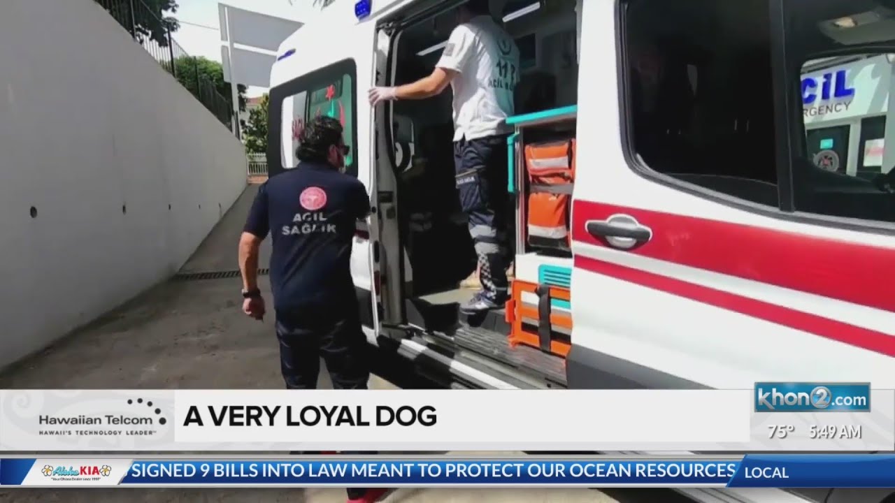 Social Scene: A very loyal dog