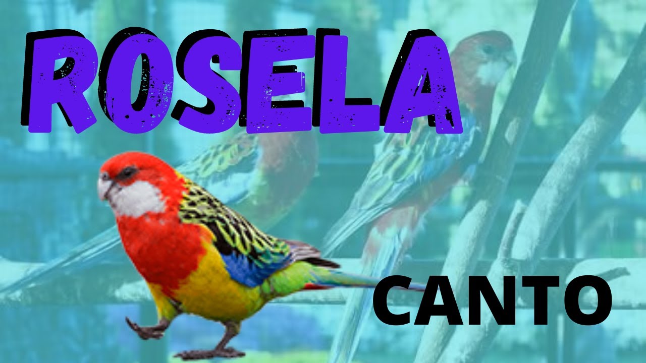 ROSELA CANTANDO - Canto de roselas - ROSELAS A CANTAR - SAIBA TUDO SOBRE ROSELAS PASSO A PASSO