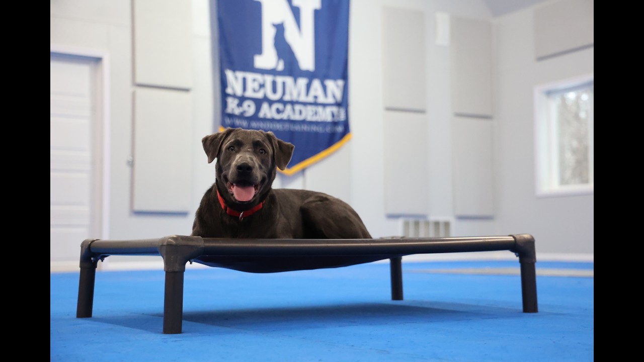 Axle (Labrador Retriever) Puppy Camp Dog Training Video Demonstration