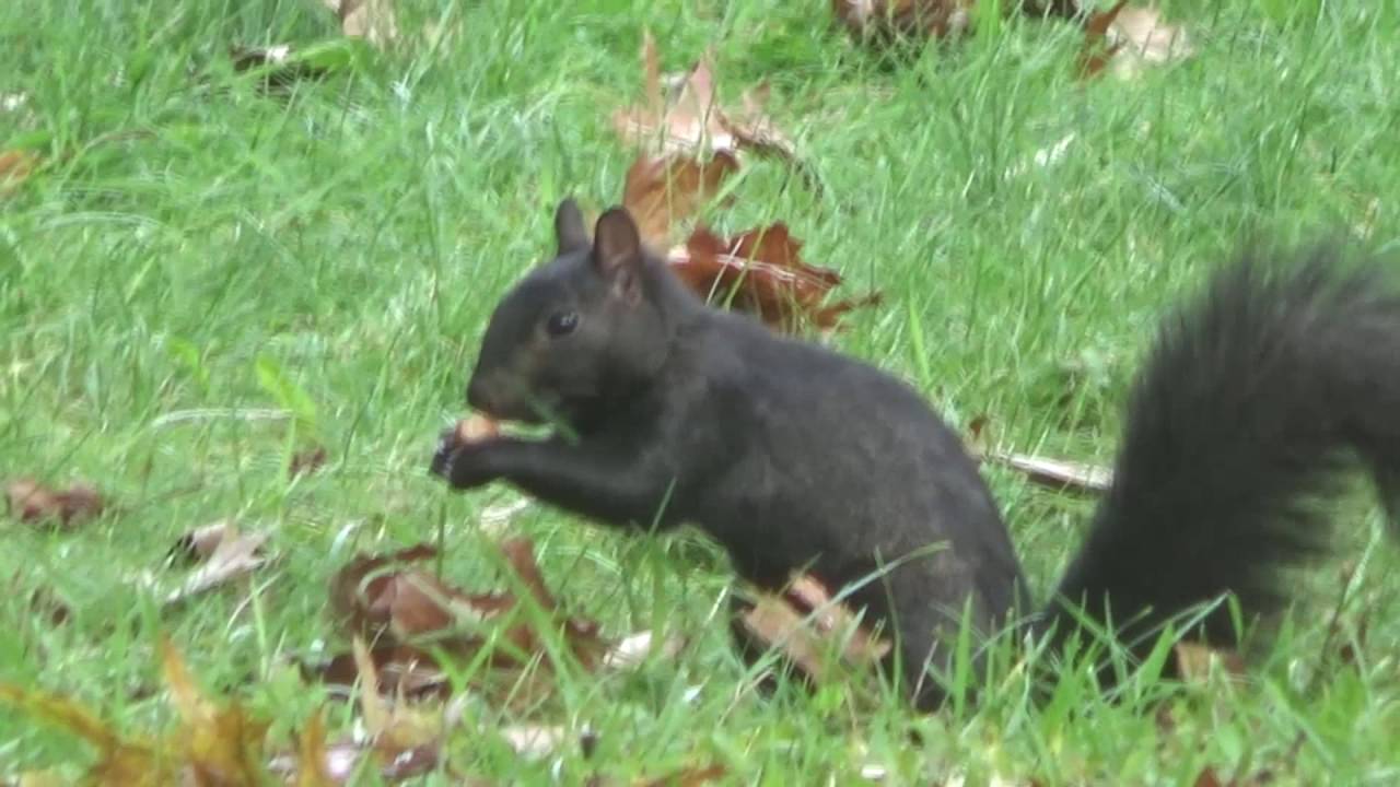 Michigan Black Squirrel | Playing
