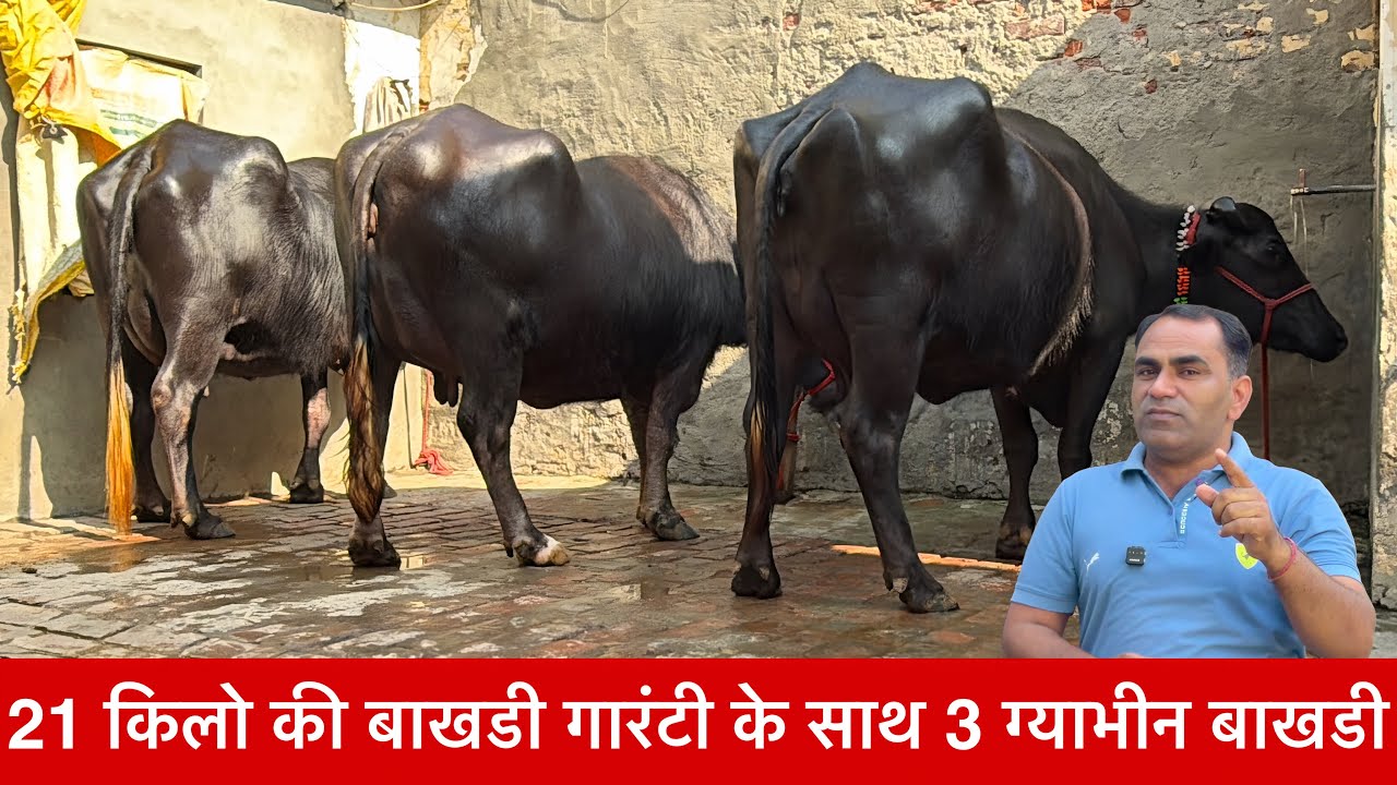 21 किलो की बाखडी गारंटी के साथ 3 ग्याभीन बाखडी  Parveen Maratha Dairy farm ✅