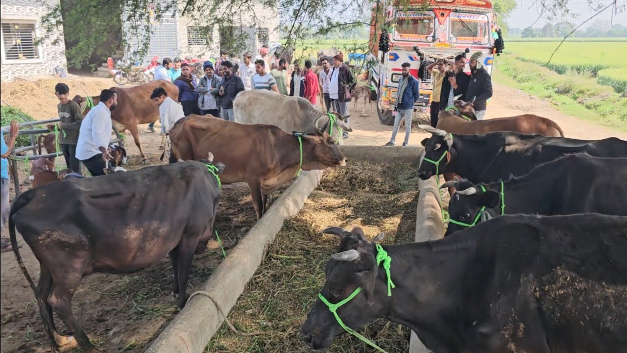 सांवरिया डेरी फार्म ने फिर धूम मचा दी है 70000 रुपए में 2 HF गाय बेचकर #cowdairyfarm mp