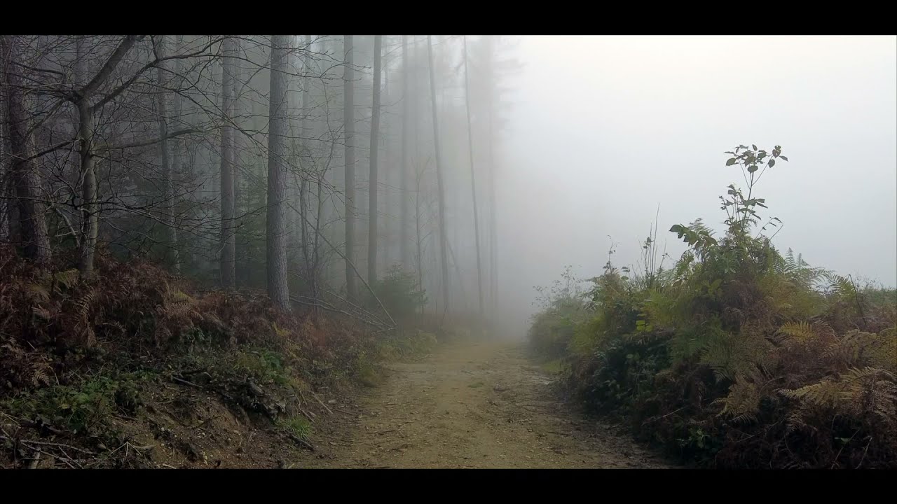 Traumpfad - Saynsteig - DJI Osmo Pocket 2