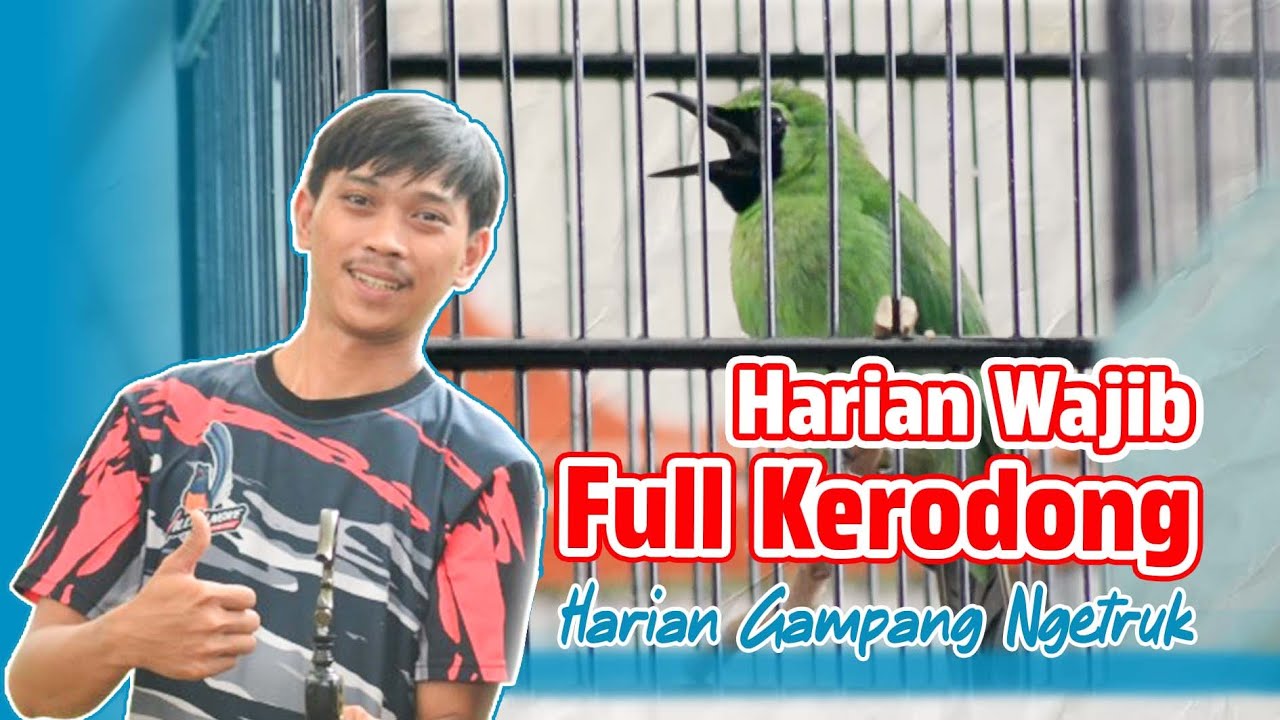 [CI JHON DIEGO] Rawatan cucak ijo full kerodong cucak ijo ngetruk cucak ijo gampang NGETRUK HoBi ID
