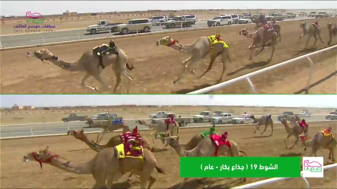 الشوط 19  جذاع بكار الخميس 18-07-2024 من  #سباقات_موسم_الطائف 2024
