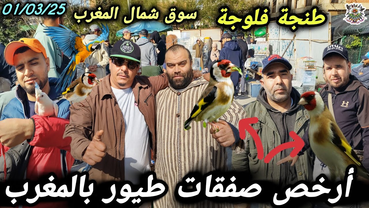 #عالم #الطيور ​سوق طنجة فلوجة يوم الأحد 01/03/26 وجدتُ طيور المتنوعه بما فيها الدواجن 💯✅
