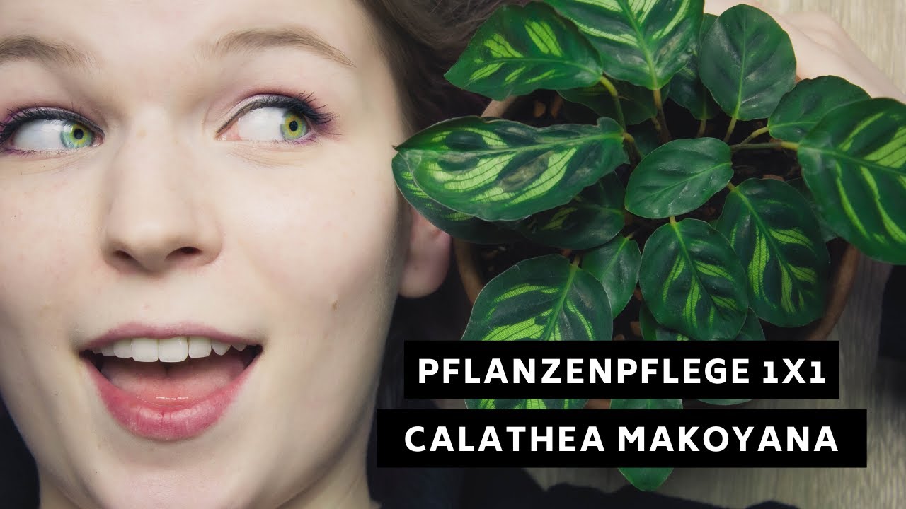 Pflanzenpflege 1x1: Calathea Makoyana - Pflege, Standort, Überwinterung und mehr!