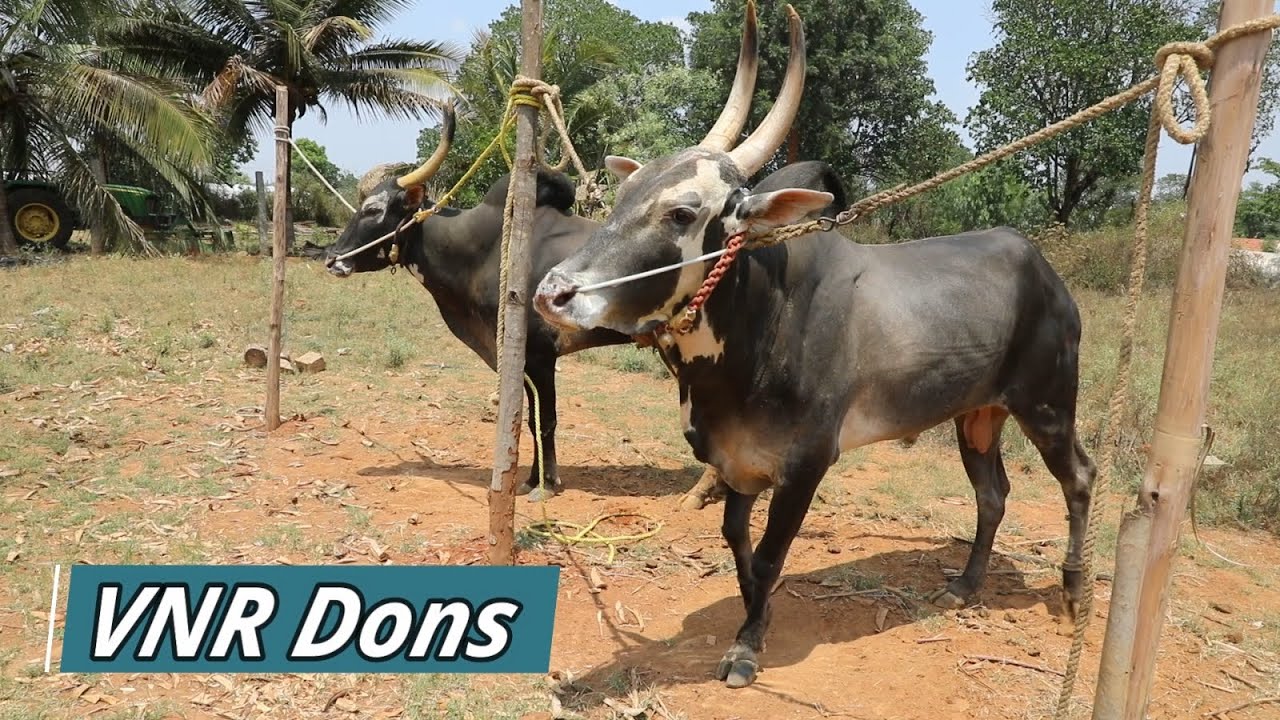 Prices of VNR Don Jallikattu bulls at bullfarm