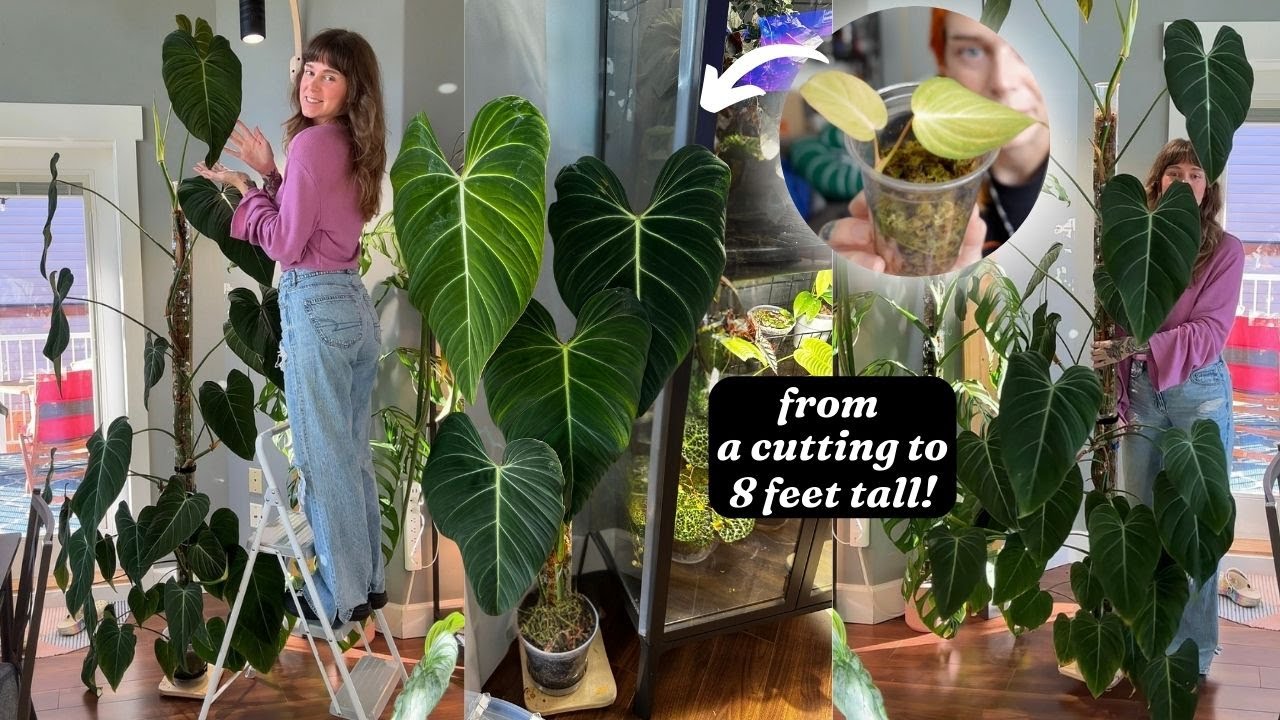 the growth journey of philodendron glorious! + one last extension 🤭