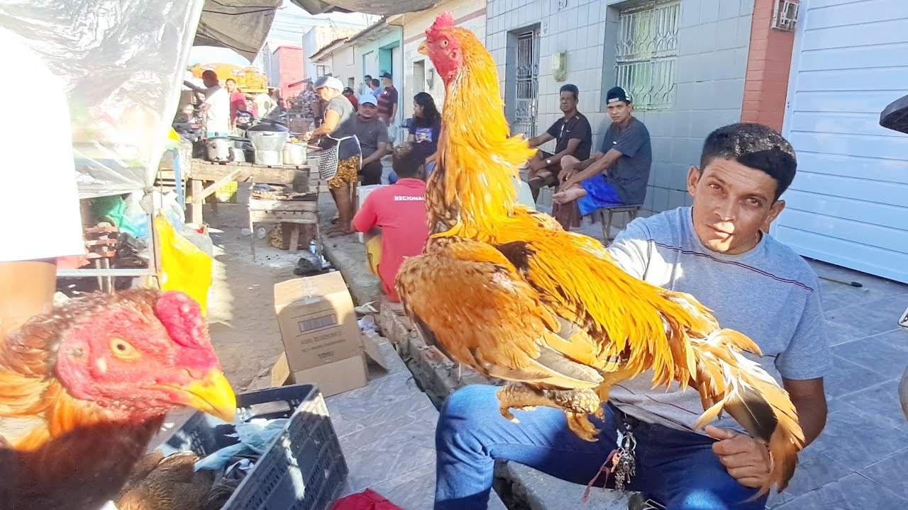 MAIOR FEIRA DAS GALINHAS 🐔 NA PRAÇA DA FUMAGEIRA EM ARAPIRACA ALAGOAS 13/04/2025 #nordeste