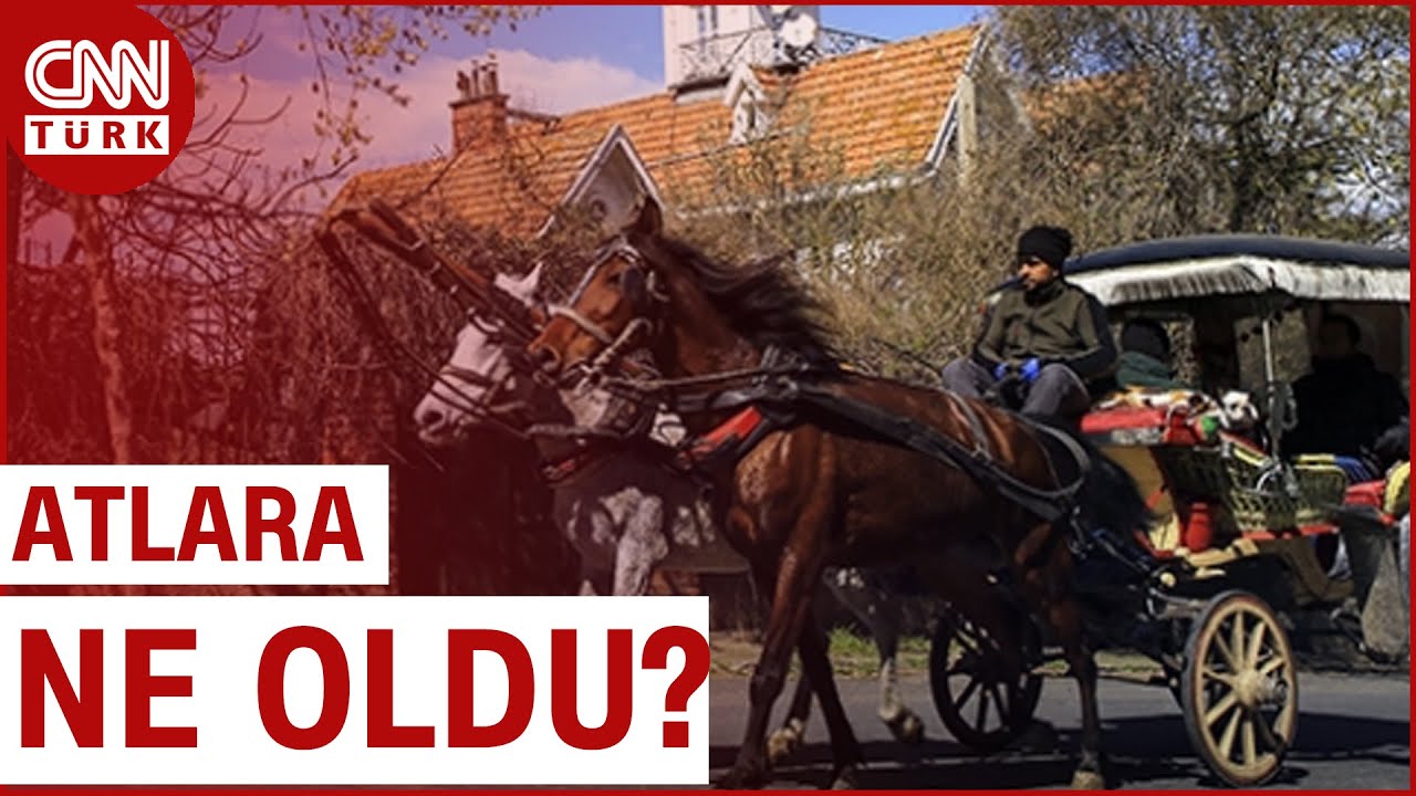 Adalar'daki Kayıp Atlara Ne Oldu? Binden Fazla At Nerede?