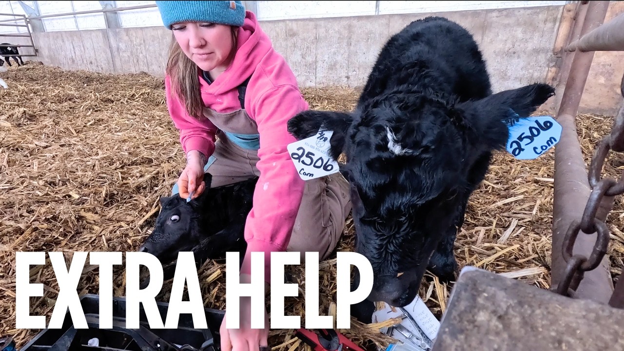 Calving Season on the Family Farm in Minnesota