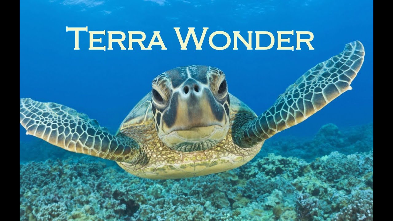 The Amazing Sea Turtle
