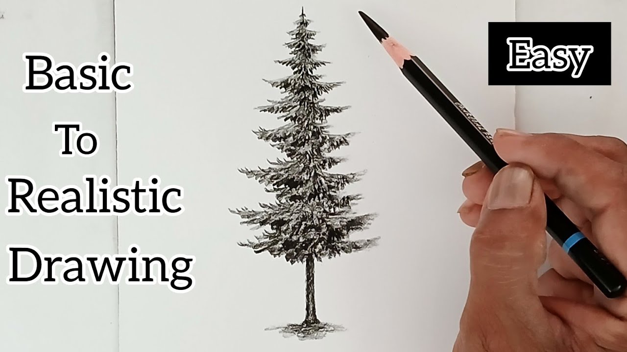 Pencil drawing of pine tree for beginners/ basic drawing/ realistic drawing/