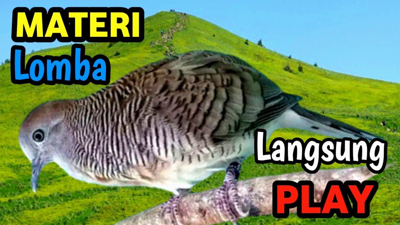 Masteran perkutut harian buat pagi hari, Daily morning turtledove master, increasingly gacor
