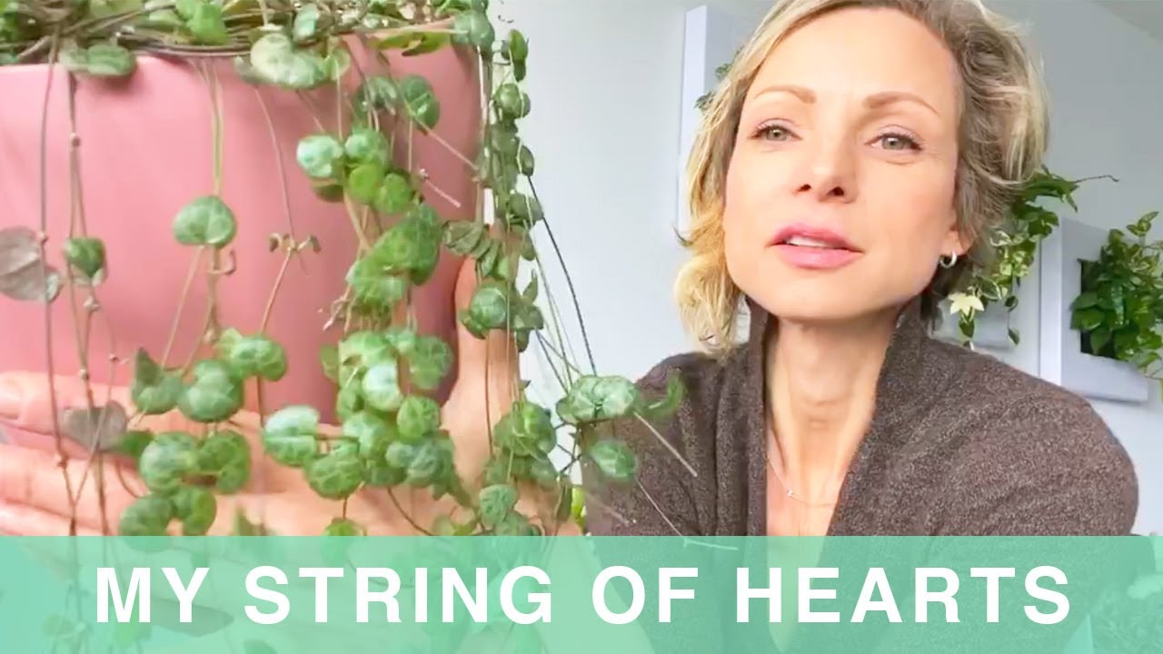 String Of Hearts Plant Care Indoors - Green Moments With Juliette Ep #17