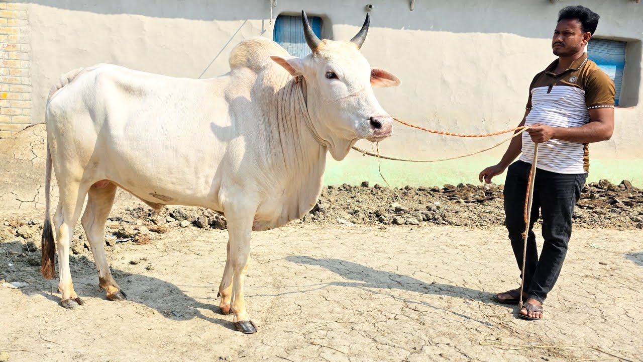16/2/26/বিক্রয়ই করা হবে বাংলাদেশের সেরা ফাইটার গরু, মাফিজুল ভাইয়ের কালেকশনে।