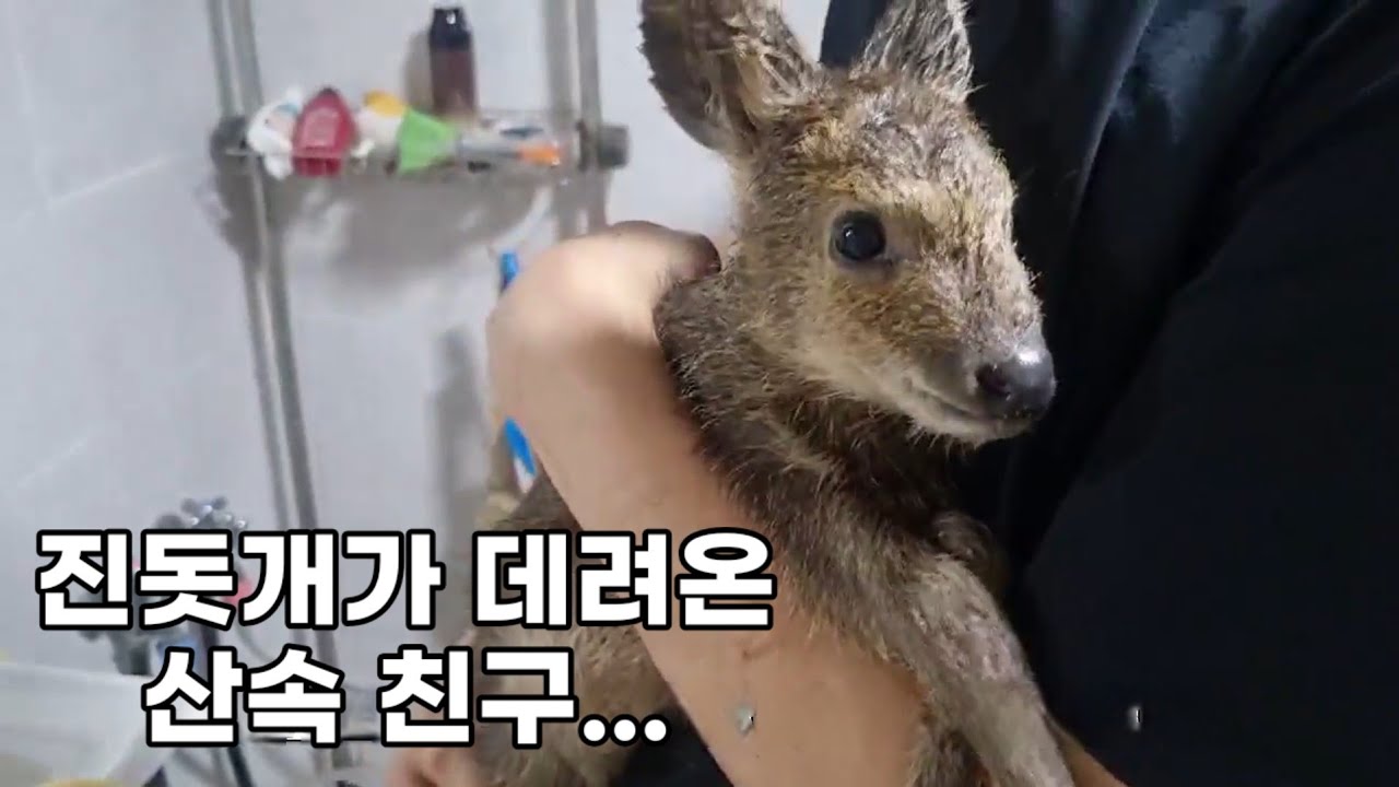 산속에 홀로 남겨진 아기 고라니와 마주친 진돗개...예상 못 한 행동을 했습니다.( Dog’s Unexpected Reaction to a Baby Deer)