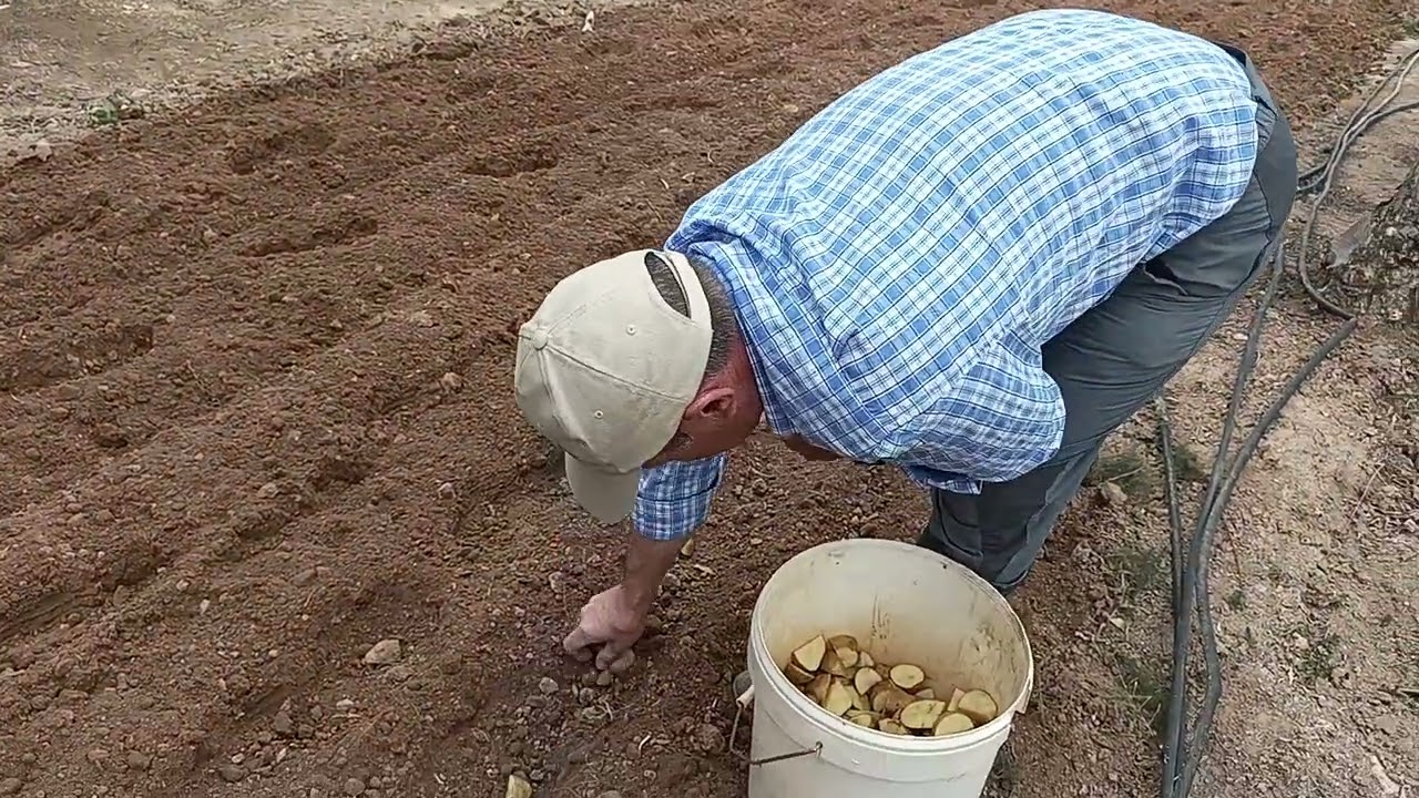 Sembrando patatas.
