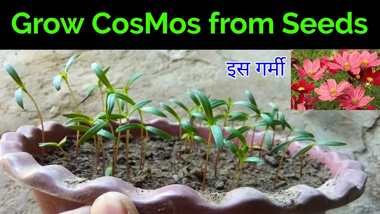 Cosmos फ्लावर प्लांट उगायें बीज से मार्च में /How to grow CosMos flower plant from seeds at home