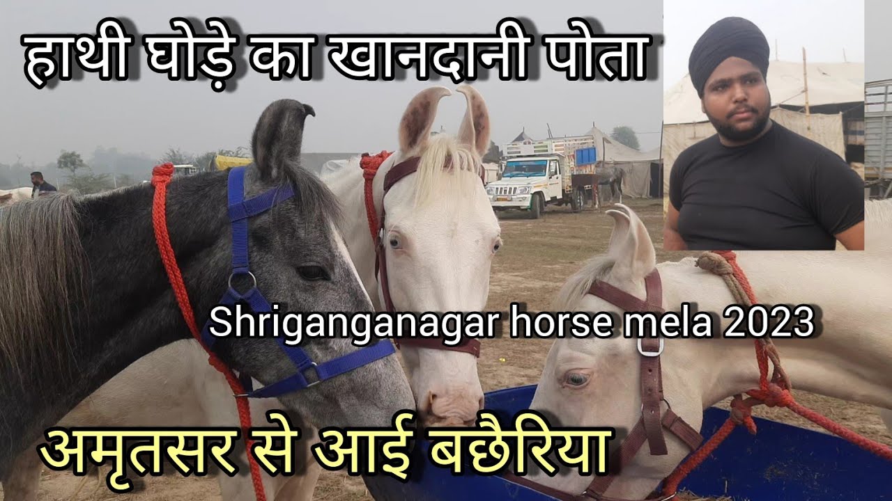 श्रीगंगानगर हॉर्स मेले में आई 3 बछैरिया हाथी घोड़े का खानदानी पोता | shri ganganagar horse mela 2023