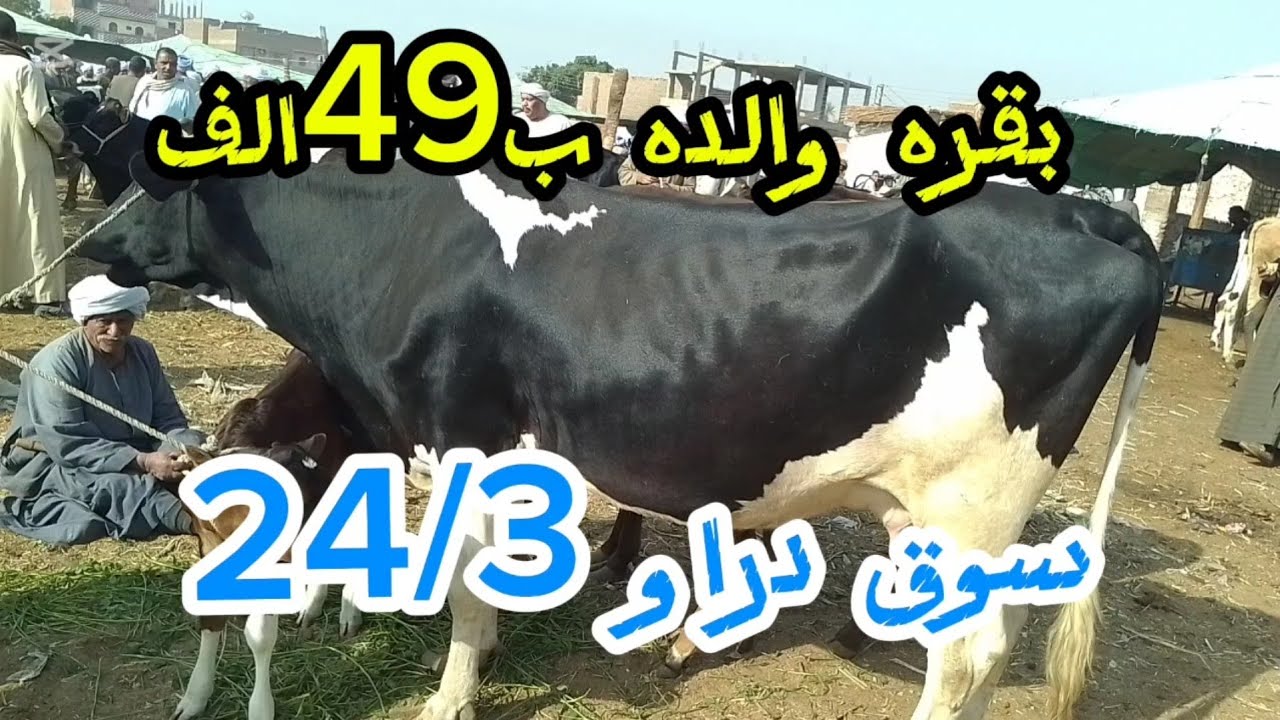 اسعارالبقرالوالد داخل سوق دراو ٢٤ مارس ٢٠٢٦