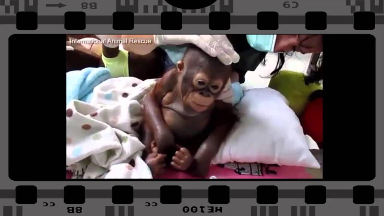 Crying baby orangutan Budi cared for after years of abuse