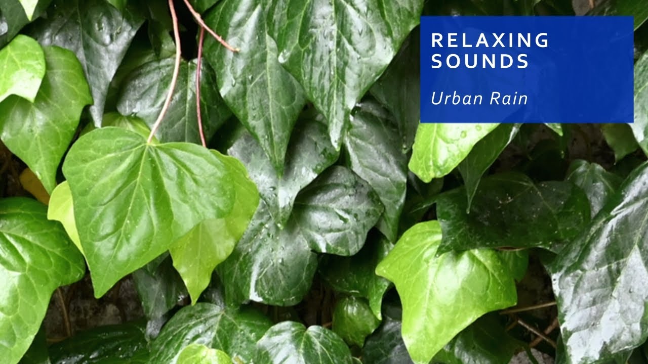 Urban Rain | Relaxing Sounds | Ambient Soundscape | Sleep Sounds