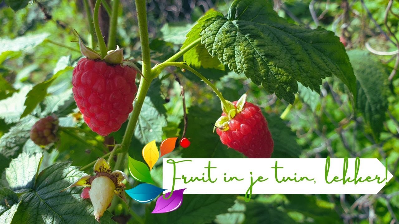 Een fruitstruik in je tuin, tips & tricks