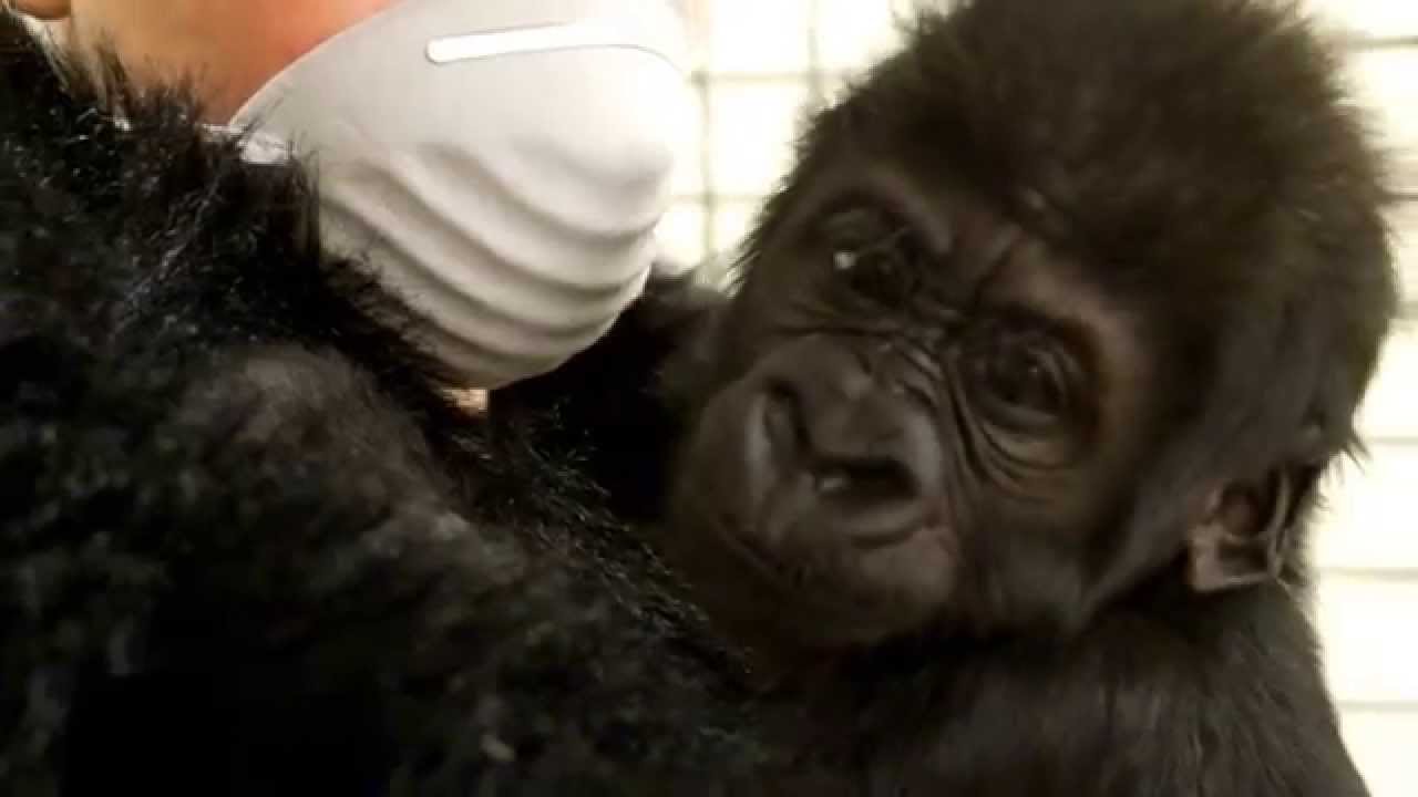 Baby Gorilla Kamina moves to Columbus - Cincinnati Zoo