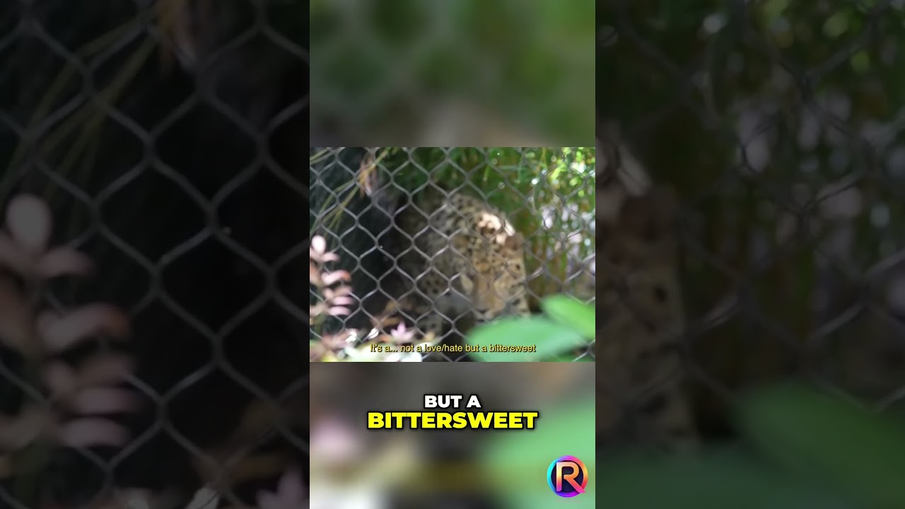 The Bittersweet Reality of Zoos: A Macro Perspective on Animal Conservation