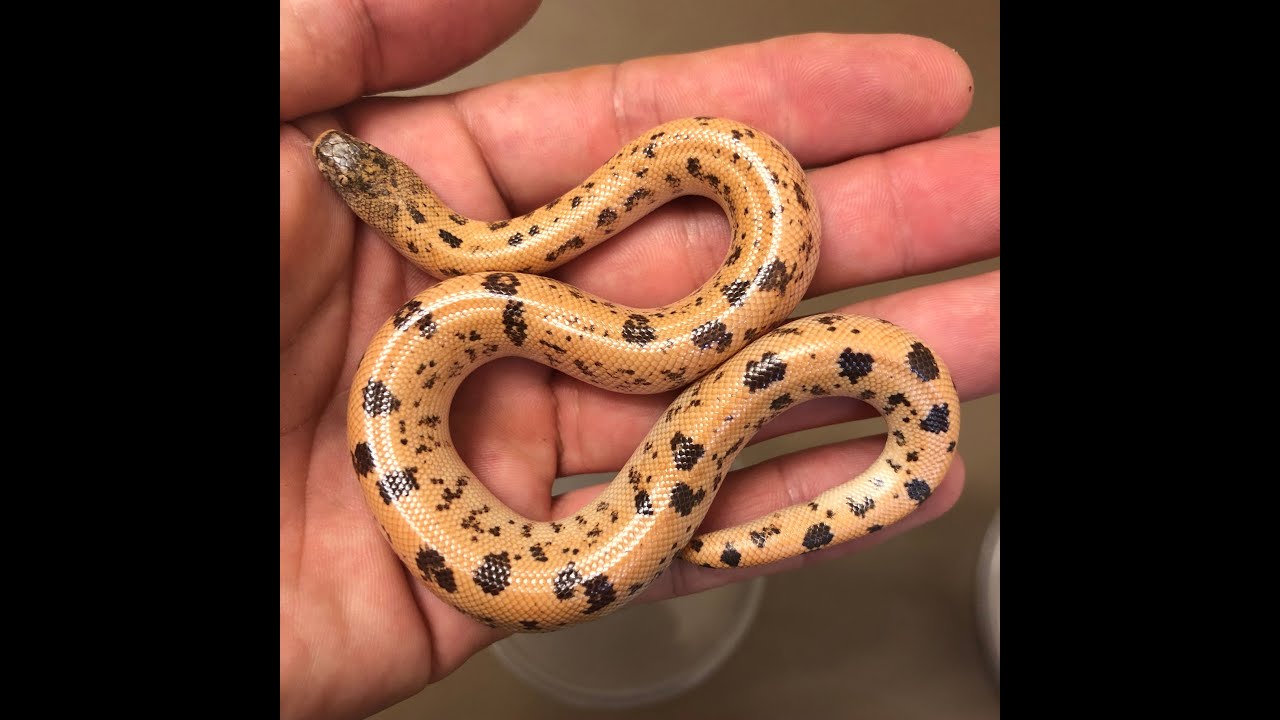 The Coolest Egg Laying Boa You've Never Heard of- Saharan Sand Boas