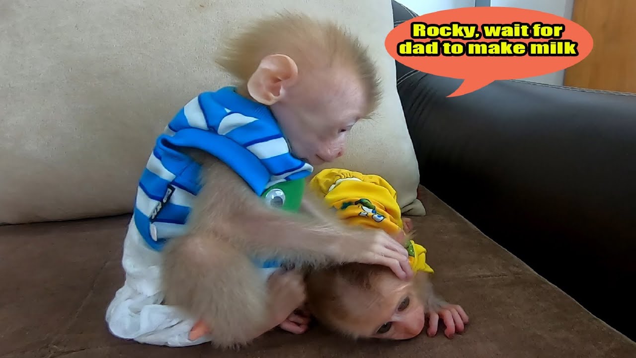 Baby monkeys Rocky and Ricky are hungry and ask dad for drink milk