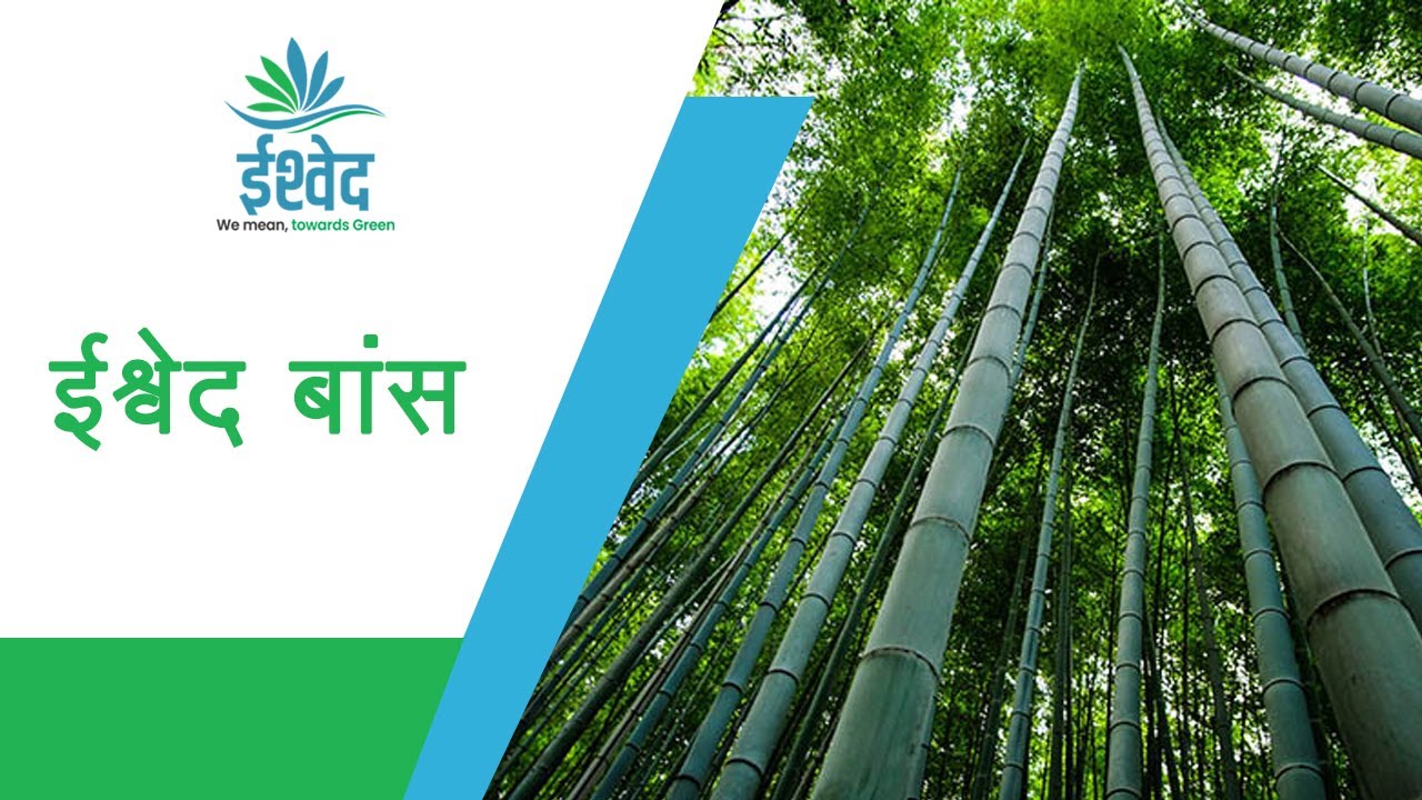 Tissue Culture Plants | Bamboo | ईश्वेद टिश्यु कल्चर बांस