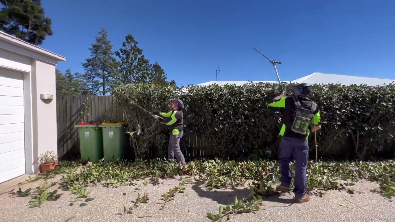 Hard hedging with EGO multi tool with hedge trimmer attachment. 10 mm to 25mm thick.