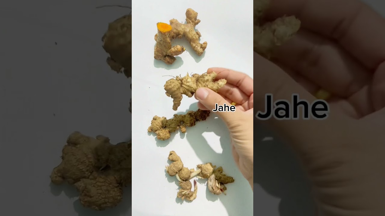 Perbedaan Kunyit Jahe Kencur #kunyit #jahe #kencur