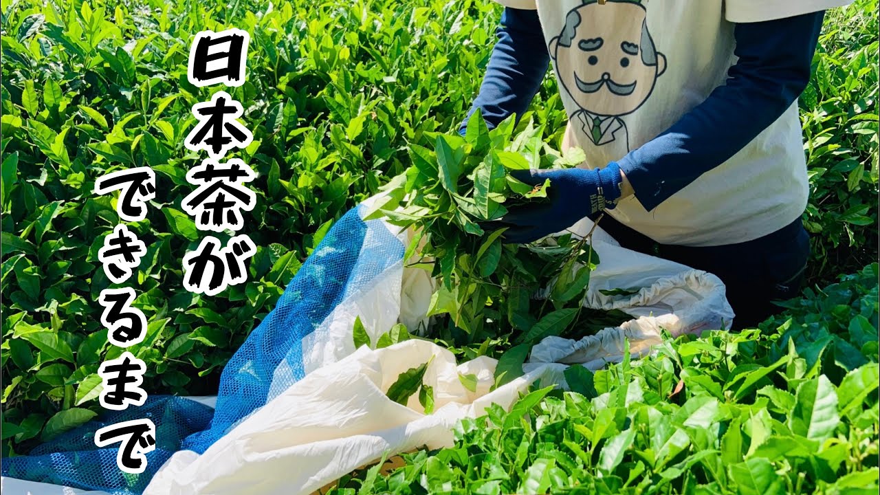 【農業女子】日本茶ができるまで【Japanese  tea】茶畑から番茶作り