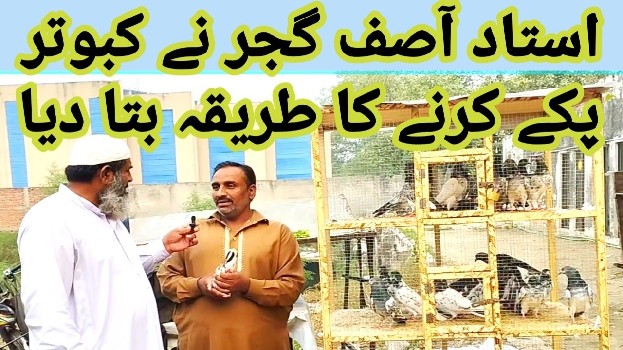 ustad asif gujar ne kabootar ghar k paky kerne ka tarika bata dia || @amjadaliofficial528