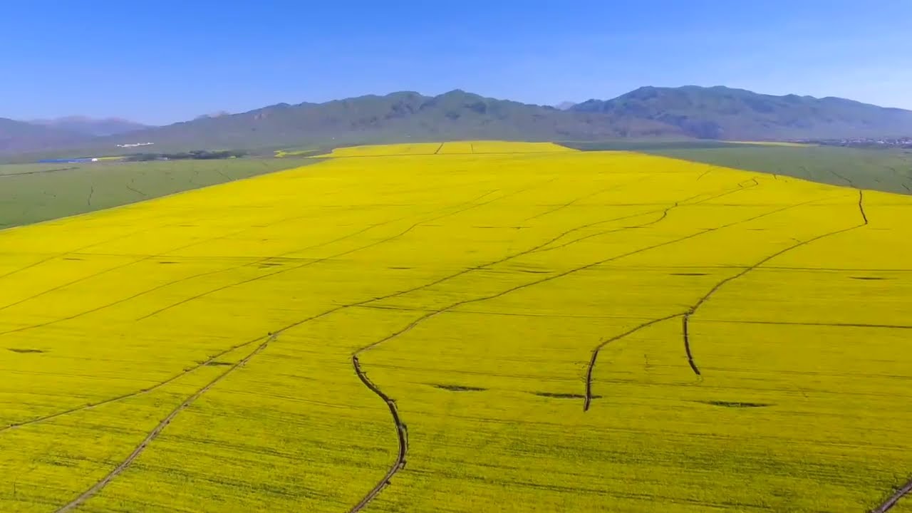 Stunning rapeseed flowers blooming in China