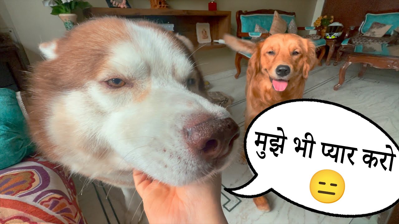My Husky is Jealous 🥲❤️ GENTLE GIANT @THEHIMALAYANHUSKY
