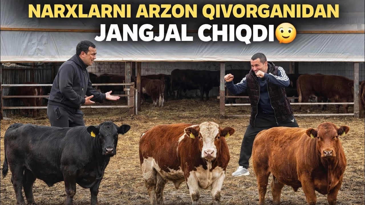 3/LI BOLLARDAN JUDA ARZON NARXLARDA BUQALAR TALASH BOLYAPTI 