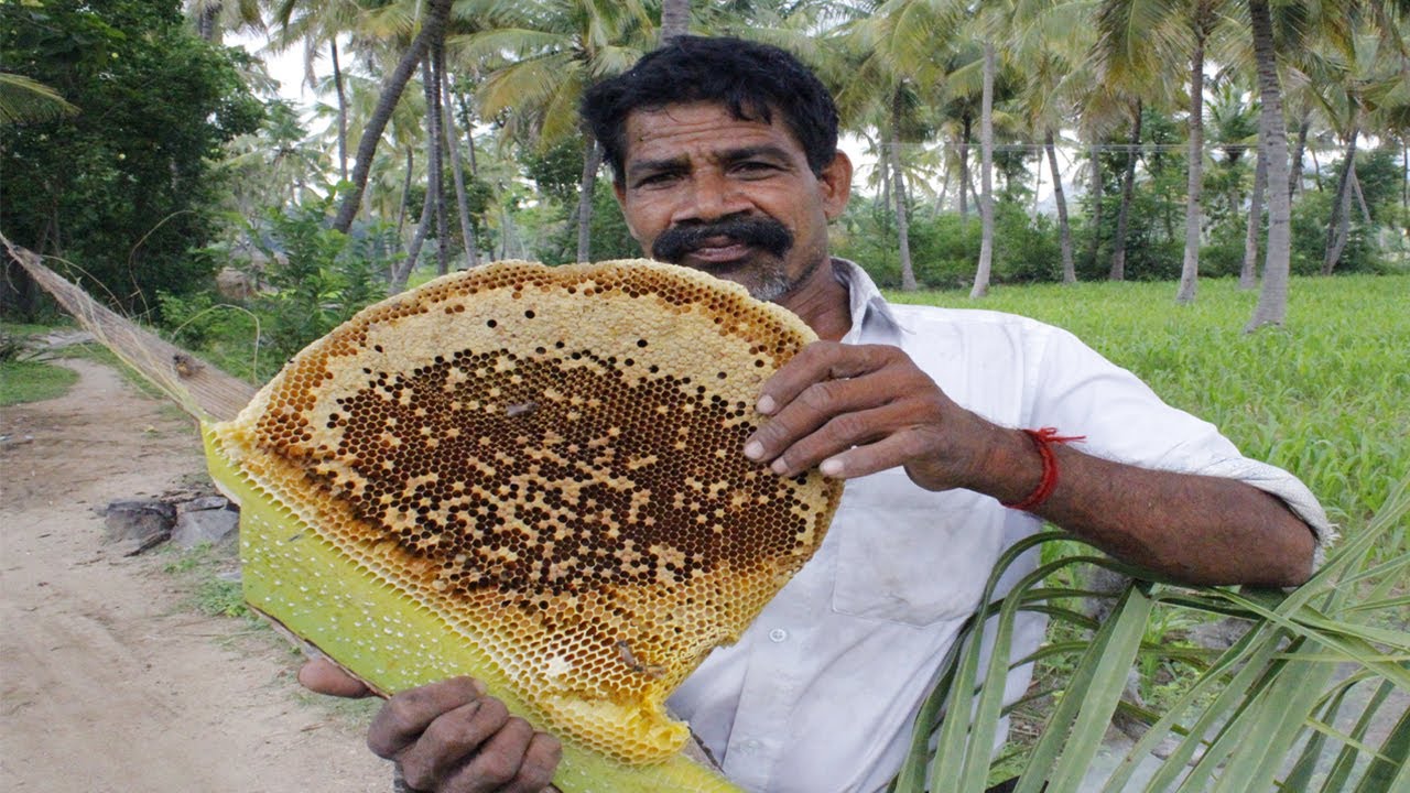honey hunting Tamil | Harvesting Honey From Honeycomb | wild honey harvest  | Side dish recipes