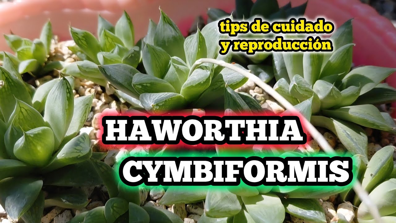 HAWORTHIA CYMBIFORMIS / Tips de cuidados #suculentas 