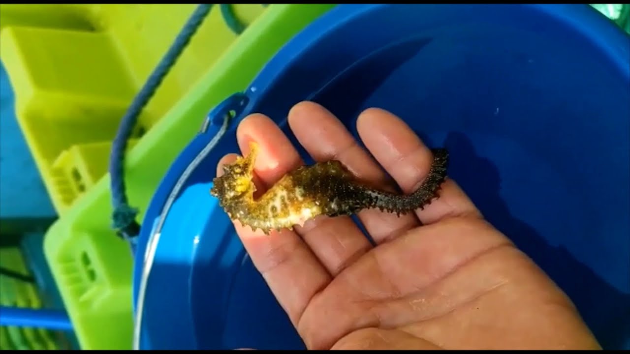 O CABALIÑO DE MAR