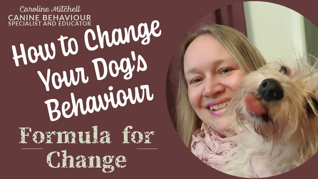 How to Change Your Dog's Behaviour: Formula for Change
