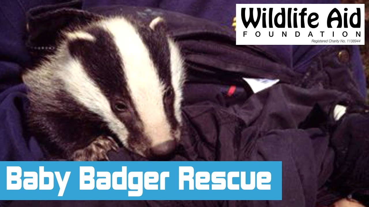 Badger Cub Rescue Mission - Saving Wildlife