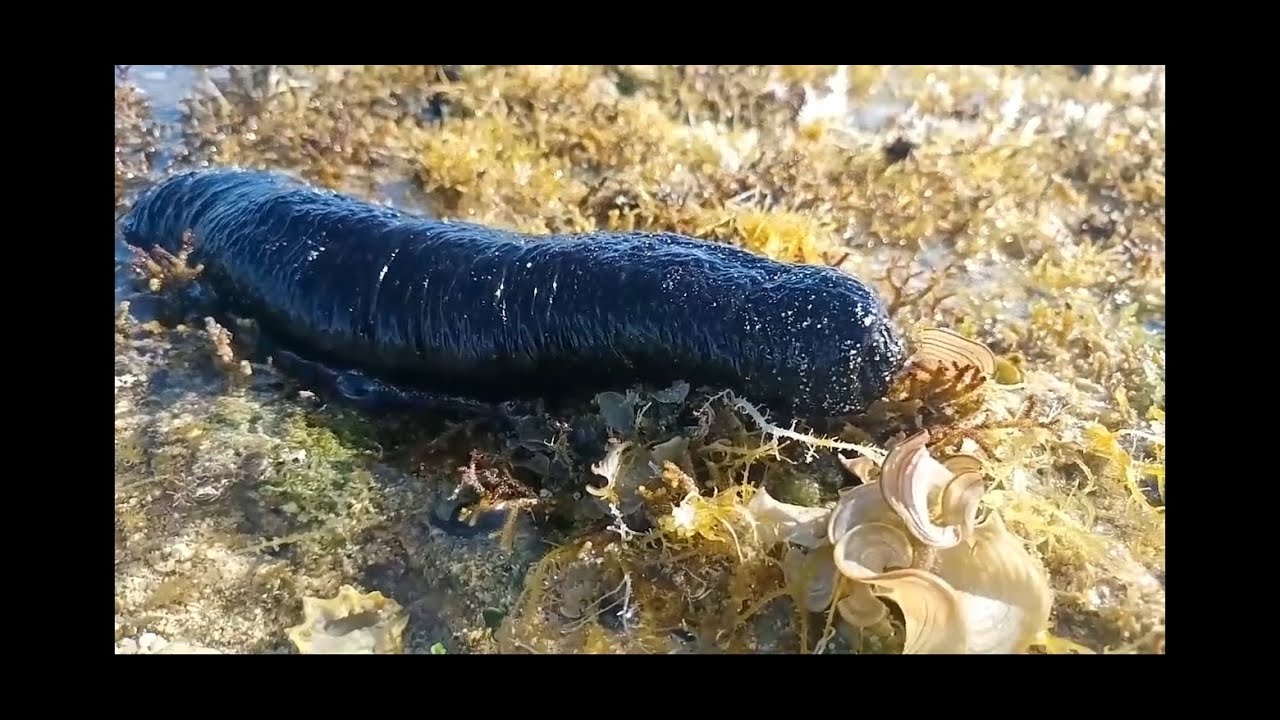 خيار البحر...sea cucumbers. Stichopus horrens..Gamat..海参..ナマコ..Seegurken